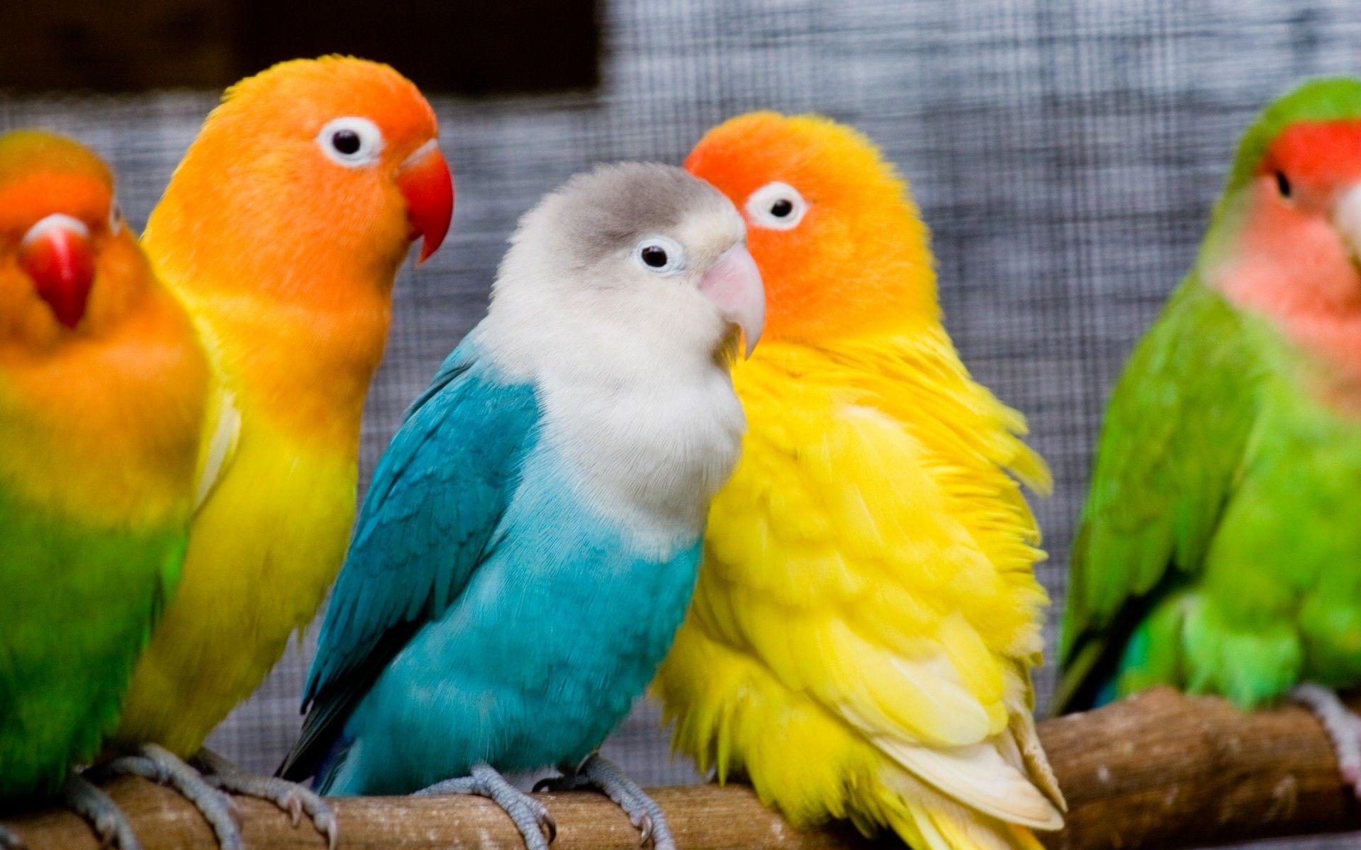 1920x1200 Desktop Background Birds