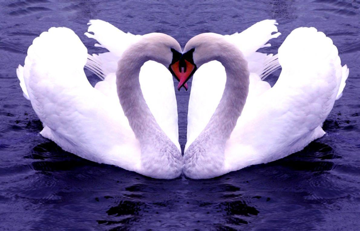 1190x764 image Cute Birds Fall Love HD Desktop