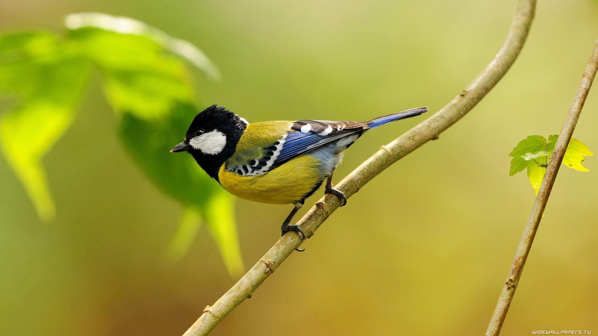 1920x1080 Birds Wallpaper