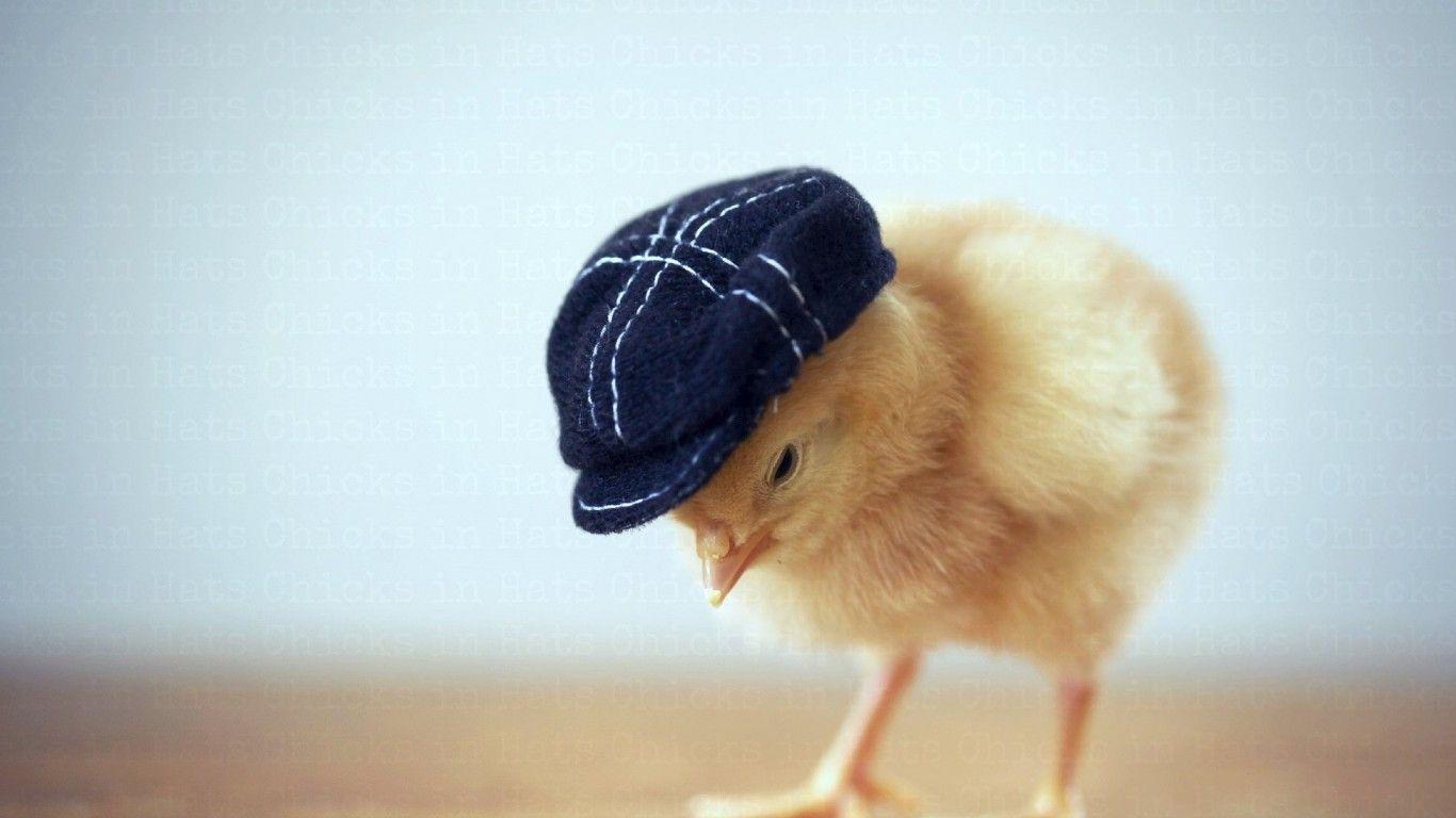 1366x768 Chicken (Hen) Bird Image Desktop Background Wallpaper