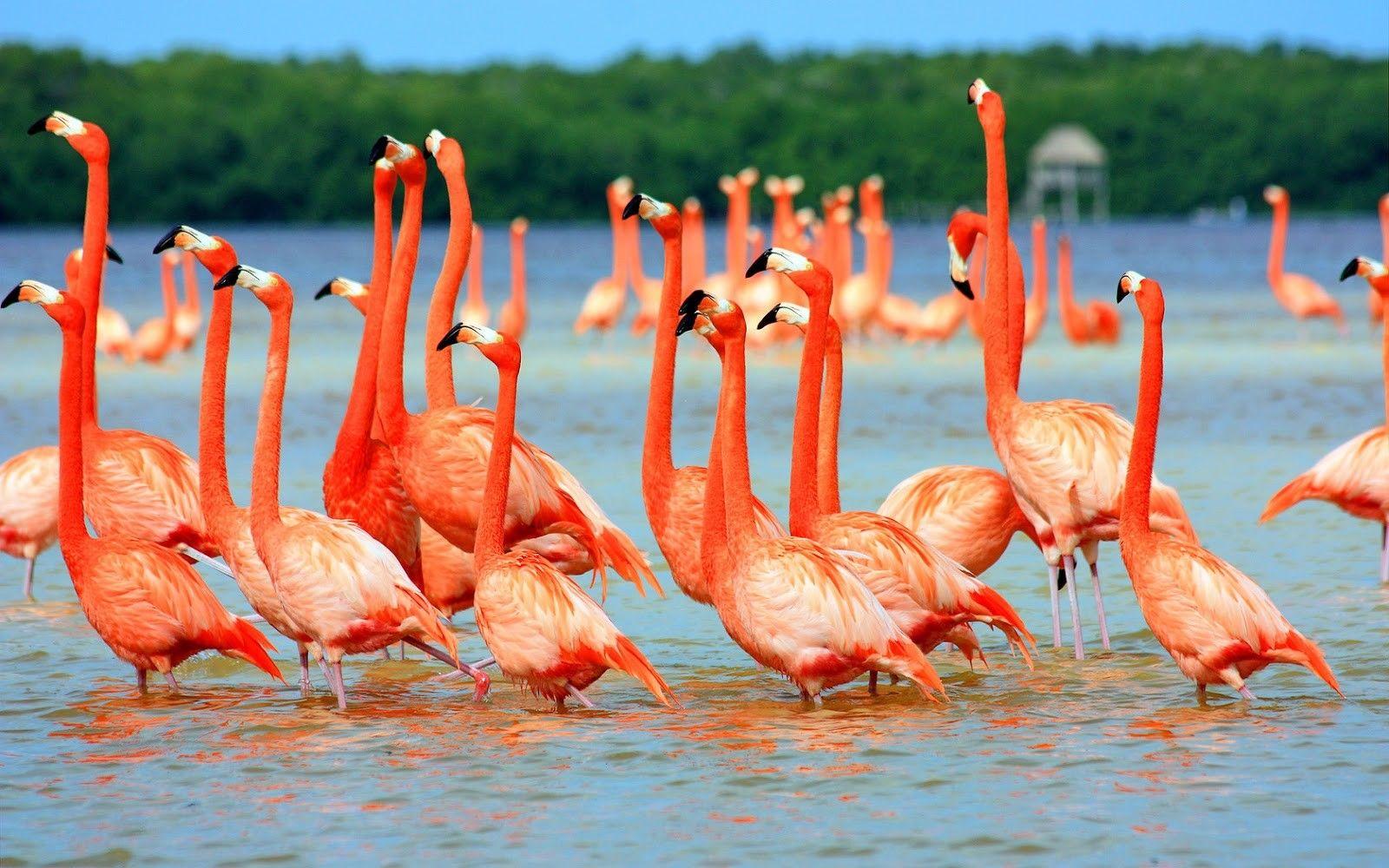 1600x1000 Beautiful, Flamingo, Birds, HD, Desktop, Wallpaper, Background, Free, Photo, Amazing, , Samsung Background Image, 1600x1000