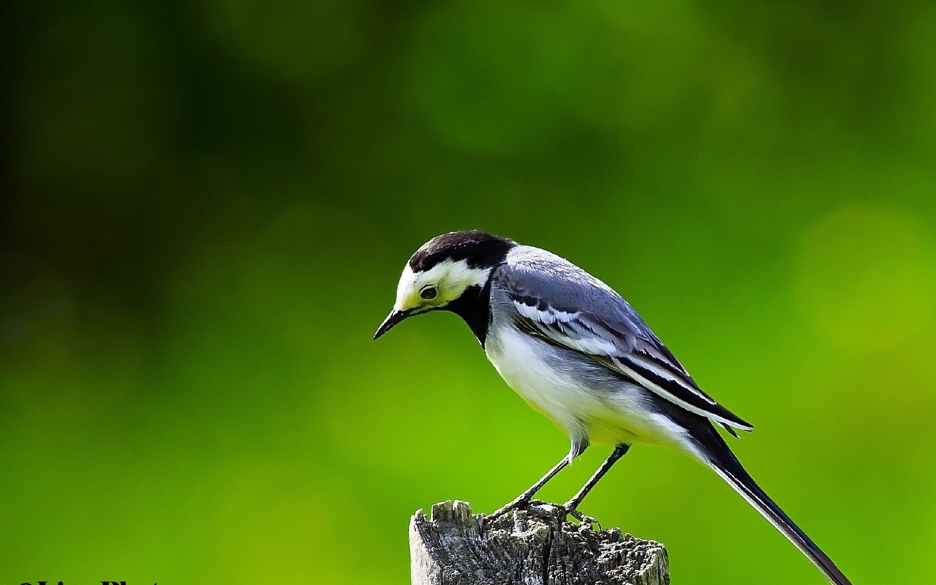 1920x1200 Birds Wallpaper
