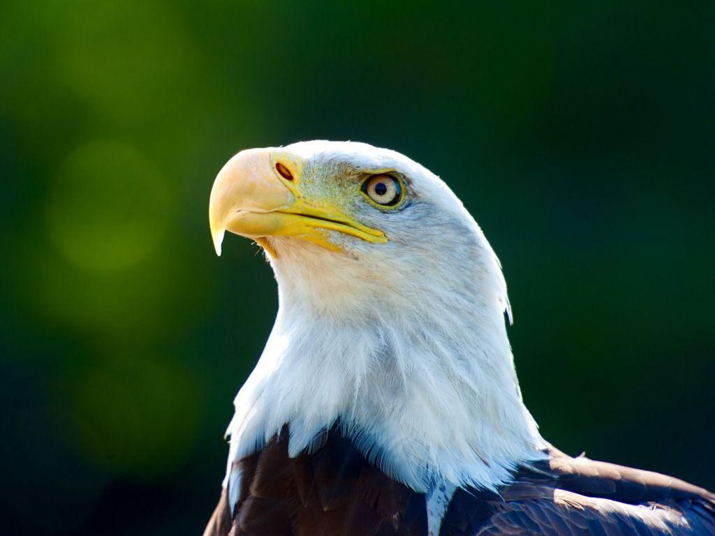 1024x768 Eagle bird free photo Desktop HD Wallpaper download