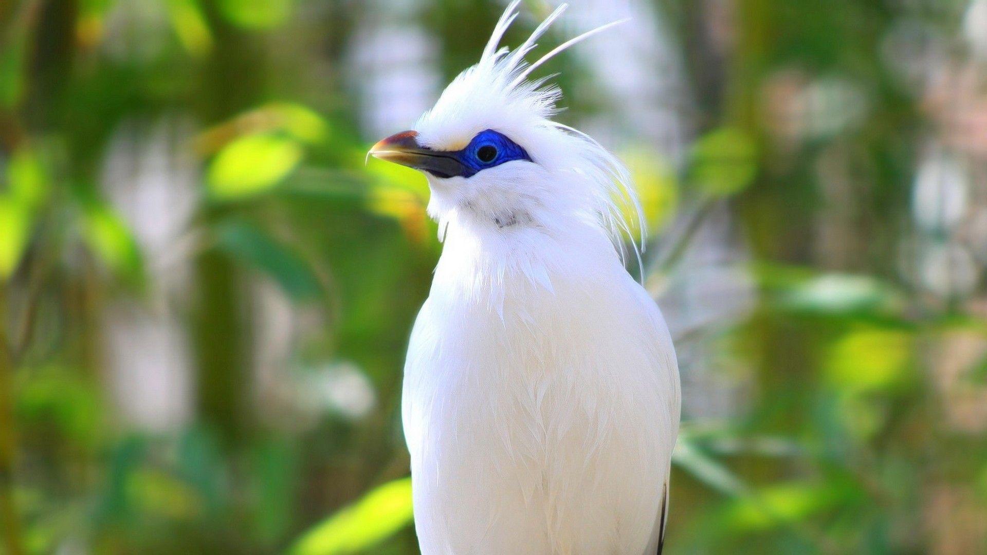 1920x1080 Nature Birds Wallpaper HD Free Download Desktop Wallpaper