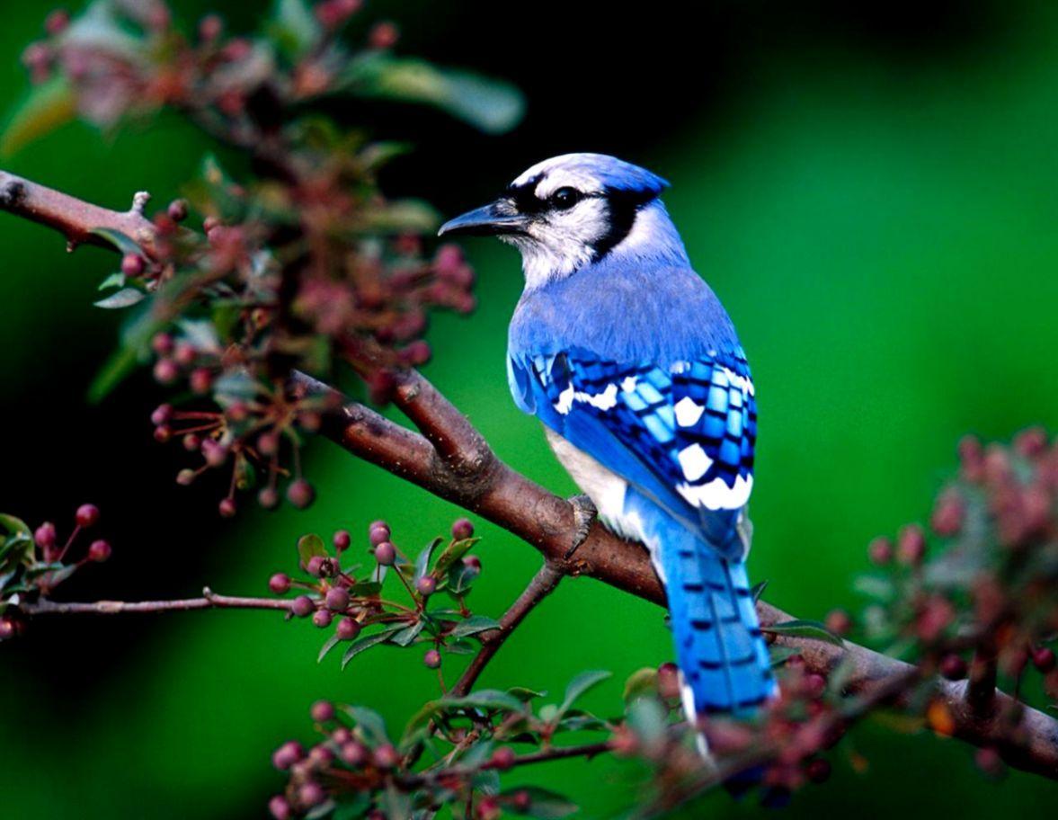 Birds Pc Wallpapers Top Free Birds Pc Backgrounds Wallpaperaccess 5834