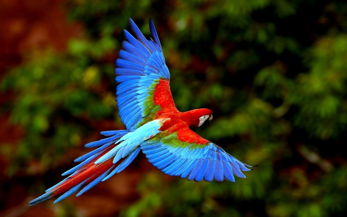 1456x910 Beautiful Colorful Parrot Birds Wallpaper HD Desktop. Find