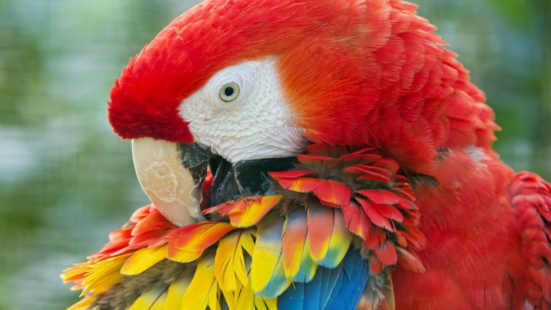 1920x1080 Parrot Wallpaper. Free Download Colorful Birds HD Desktop