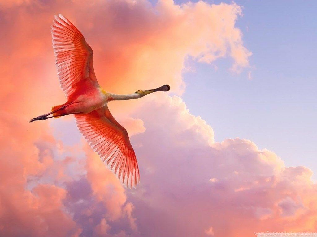 1024x768 Beautiful Birds Flying HD Desktop Wallpaper : High