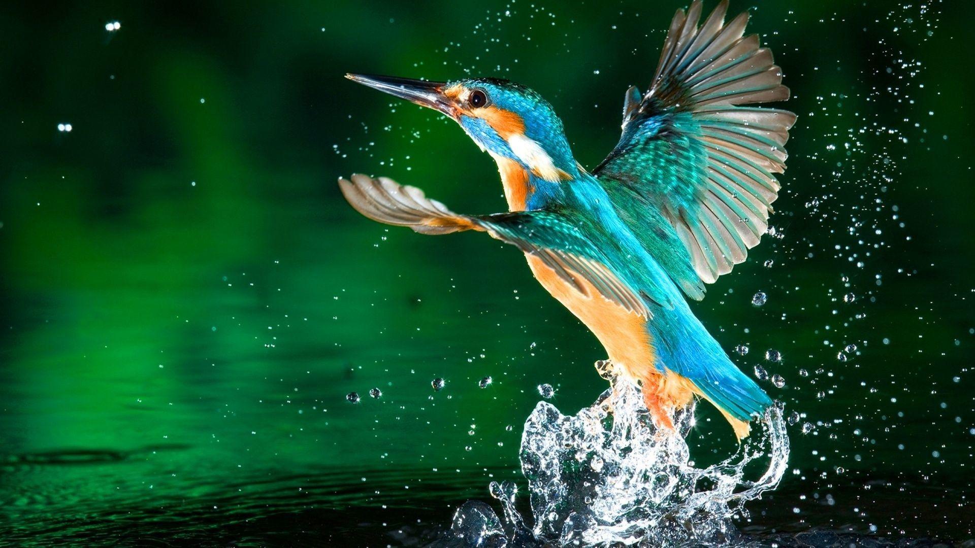 1920x1080 Bird Desktop Wallpaper