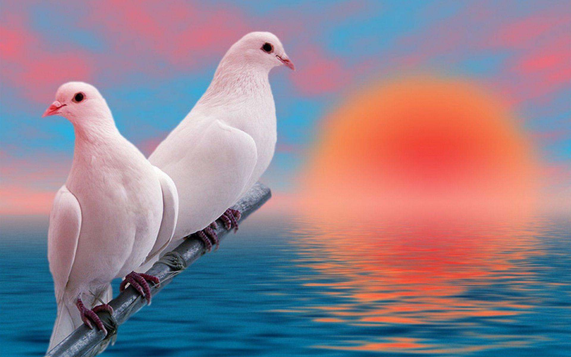 1920x1200 HD Love Birds Image download free