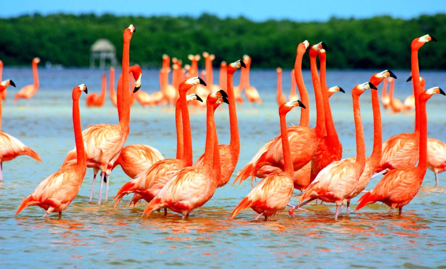 1562x945 Birds Nature Wallpaper Desktop Background