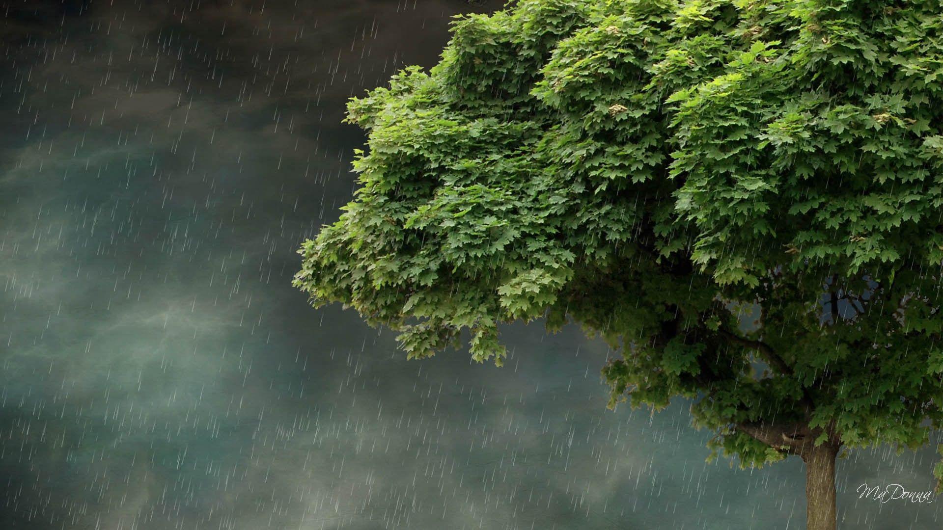 Rainy Nature Wallpapers - Top Free Rainy Nature Backgrounds -  WallpaperAccess