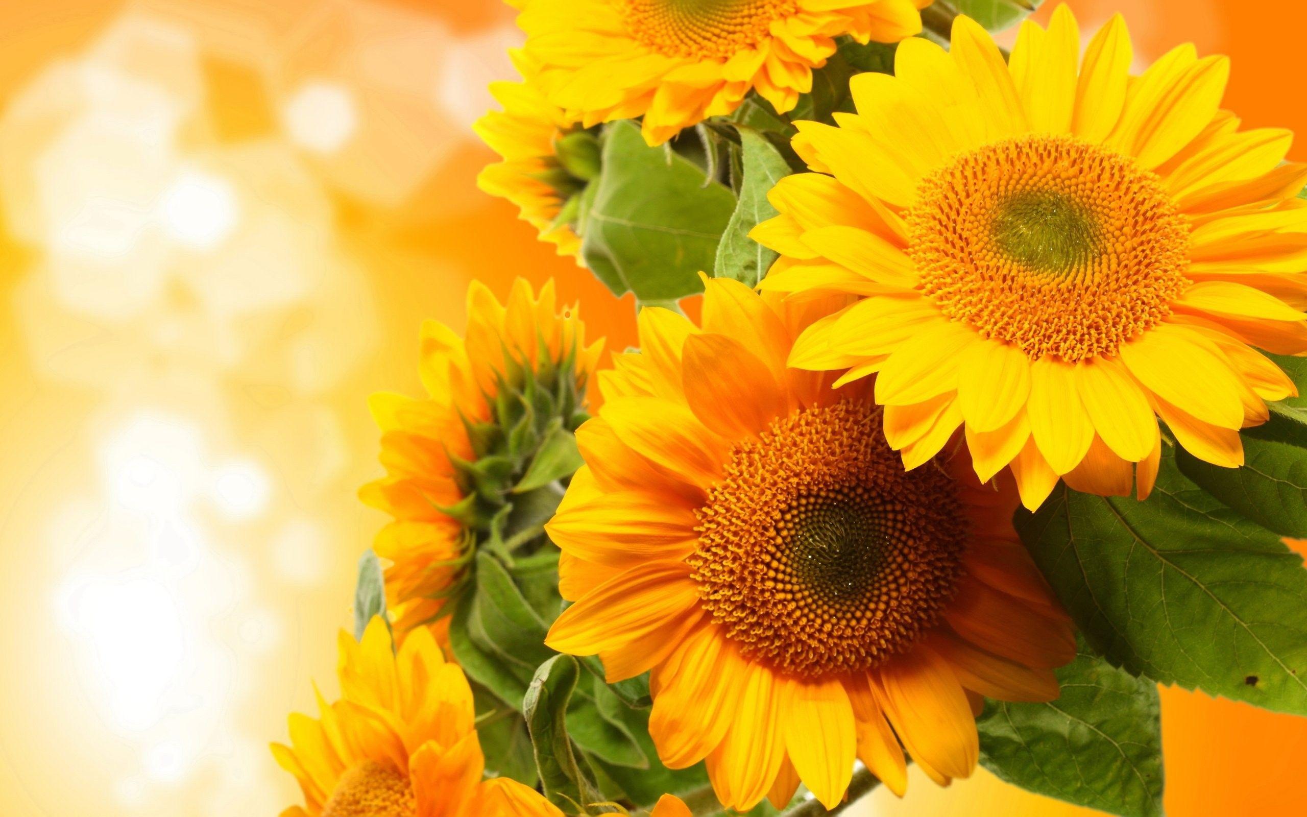 2560x1600 HD Flower Wallpaper, flowers, Colourful, Floral, Full HD, Photo