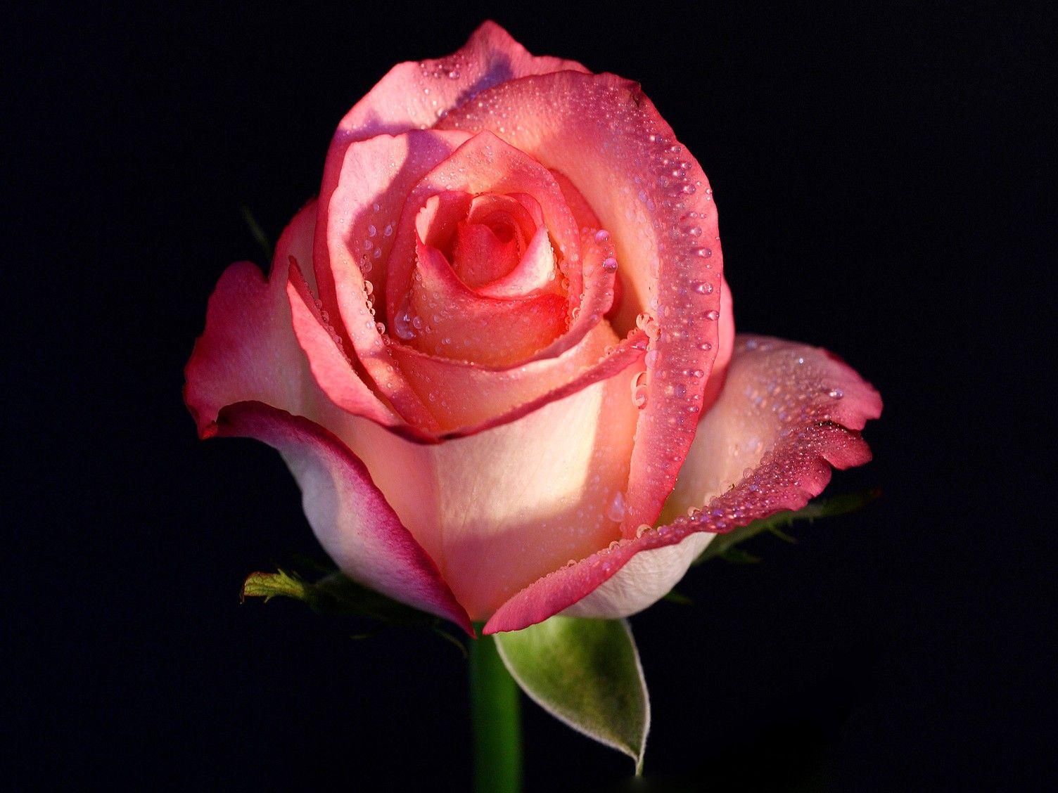 1504x1128 Wallpaper HD Nature Flower Rose Full HD