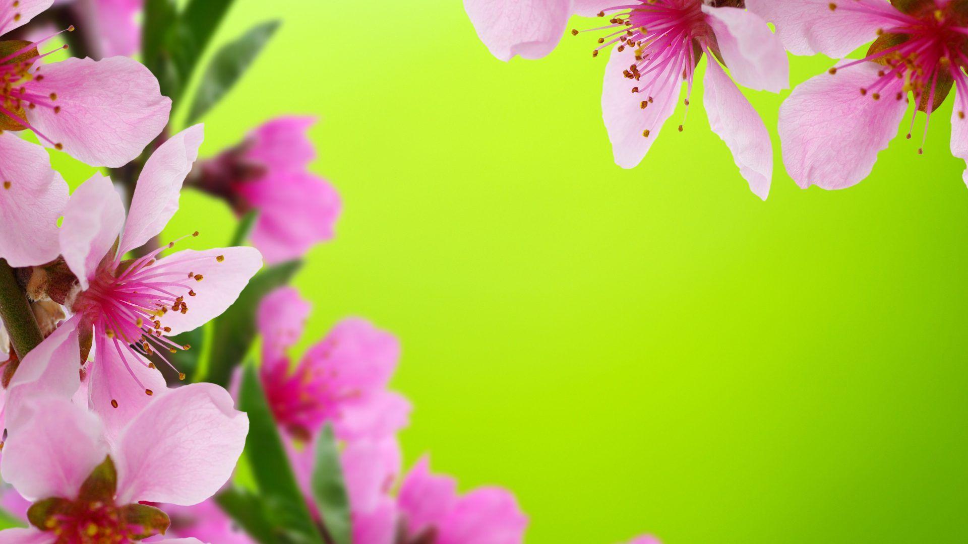 1920x1080 Beautiful Flower Wallpaper For Desktop Full Screen