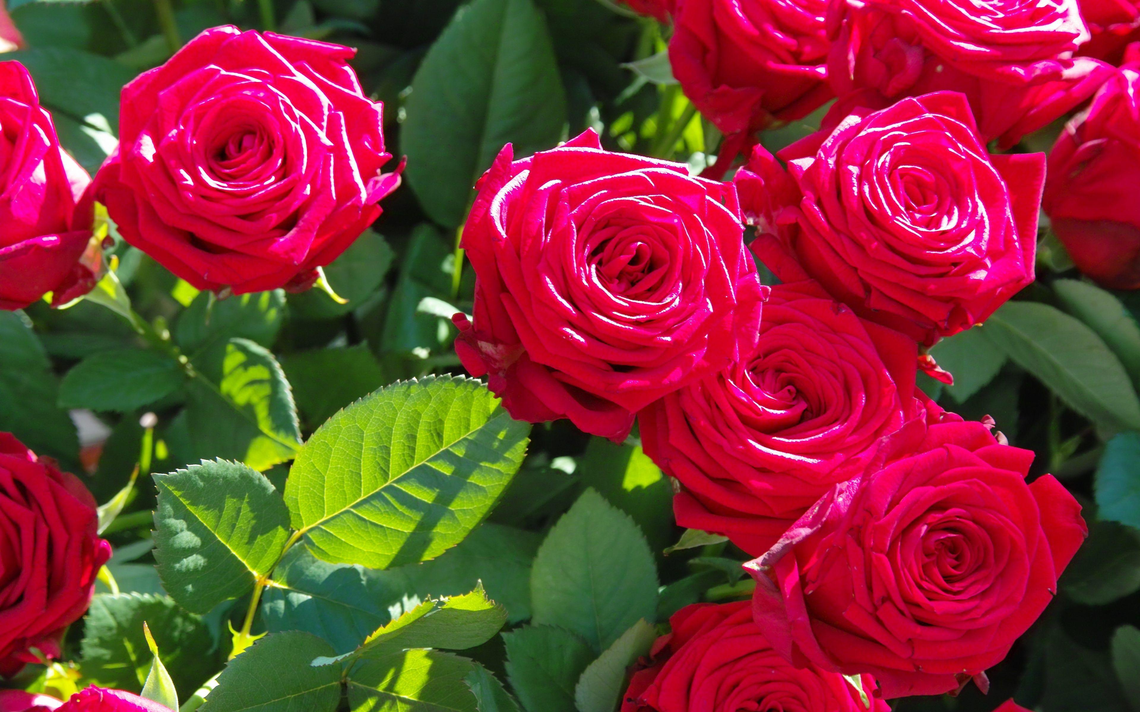 3840x2400 Beautiful Flowers Wallpaper Free Download HD