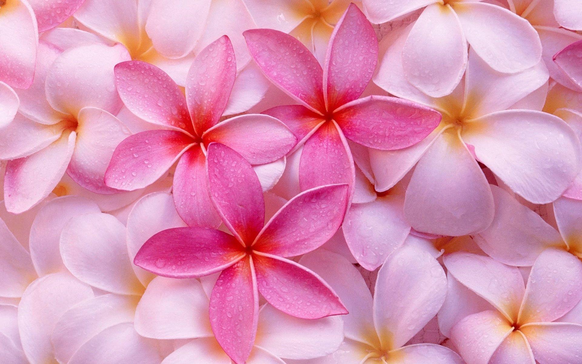 1920x1200 Tropical Flowers Wallpaper