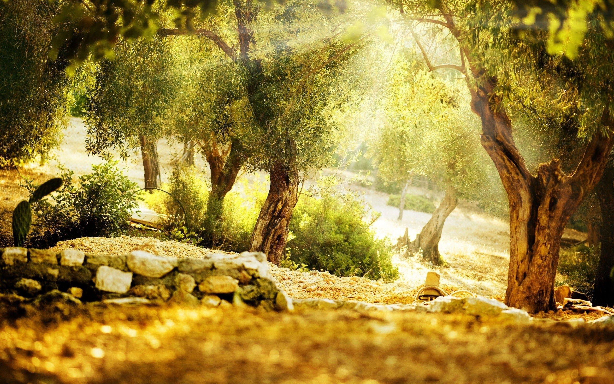2560x1600 Garden Wallpaper 26309 2560x1600 px