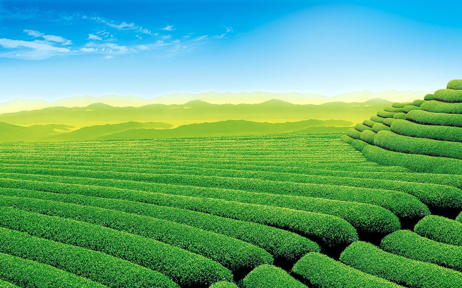 1920x1200 Tea Garden Wallpaper