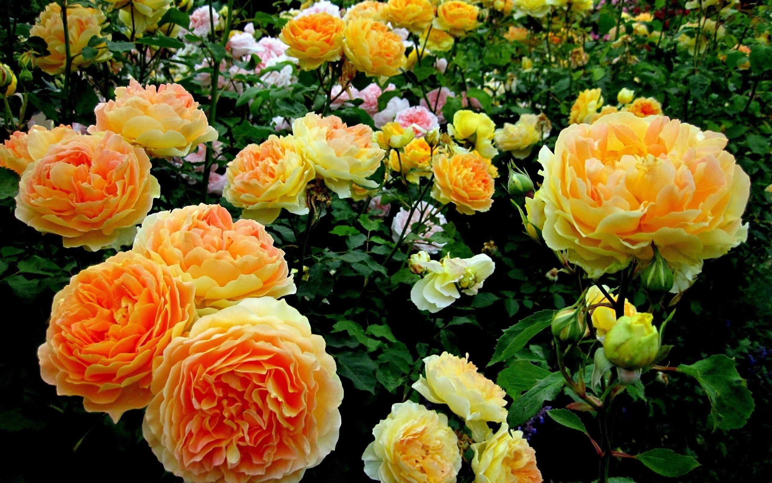 2560x1600 Cabbage Rose Wallpaper HD Flower In Garden Of Mobile Pics White