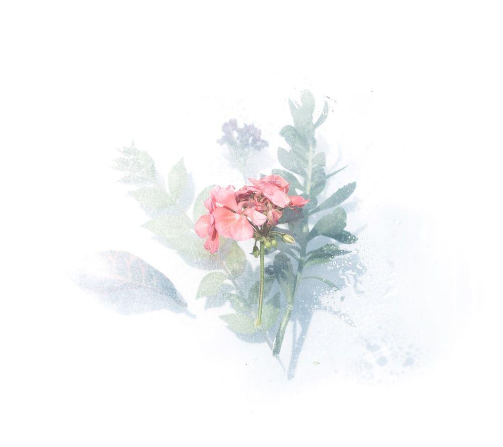 1000x890 pink petaled flower digital wallpaper photo
