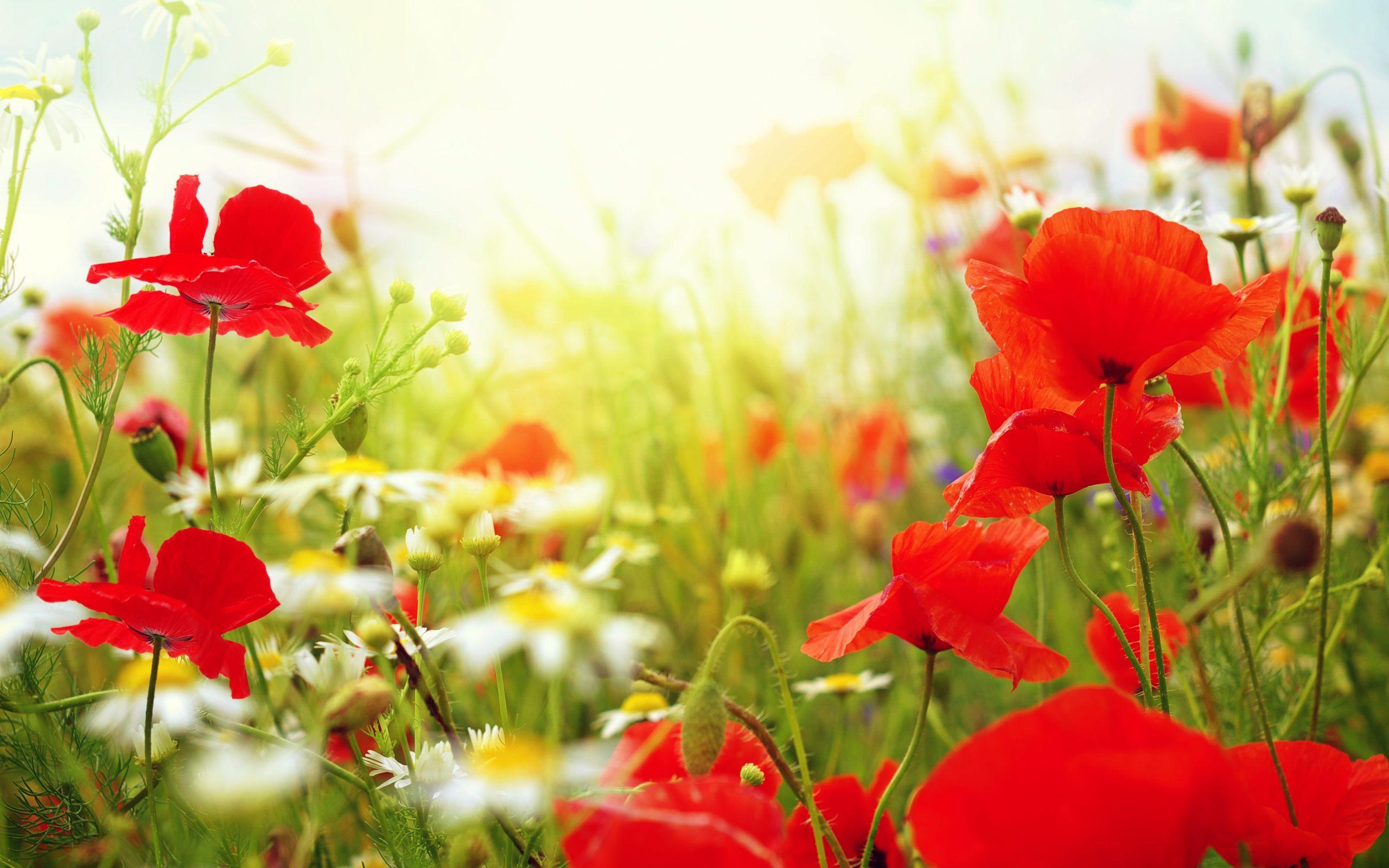 2560x1600 Free Garden Wallpaper 26318 2560x1600 px