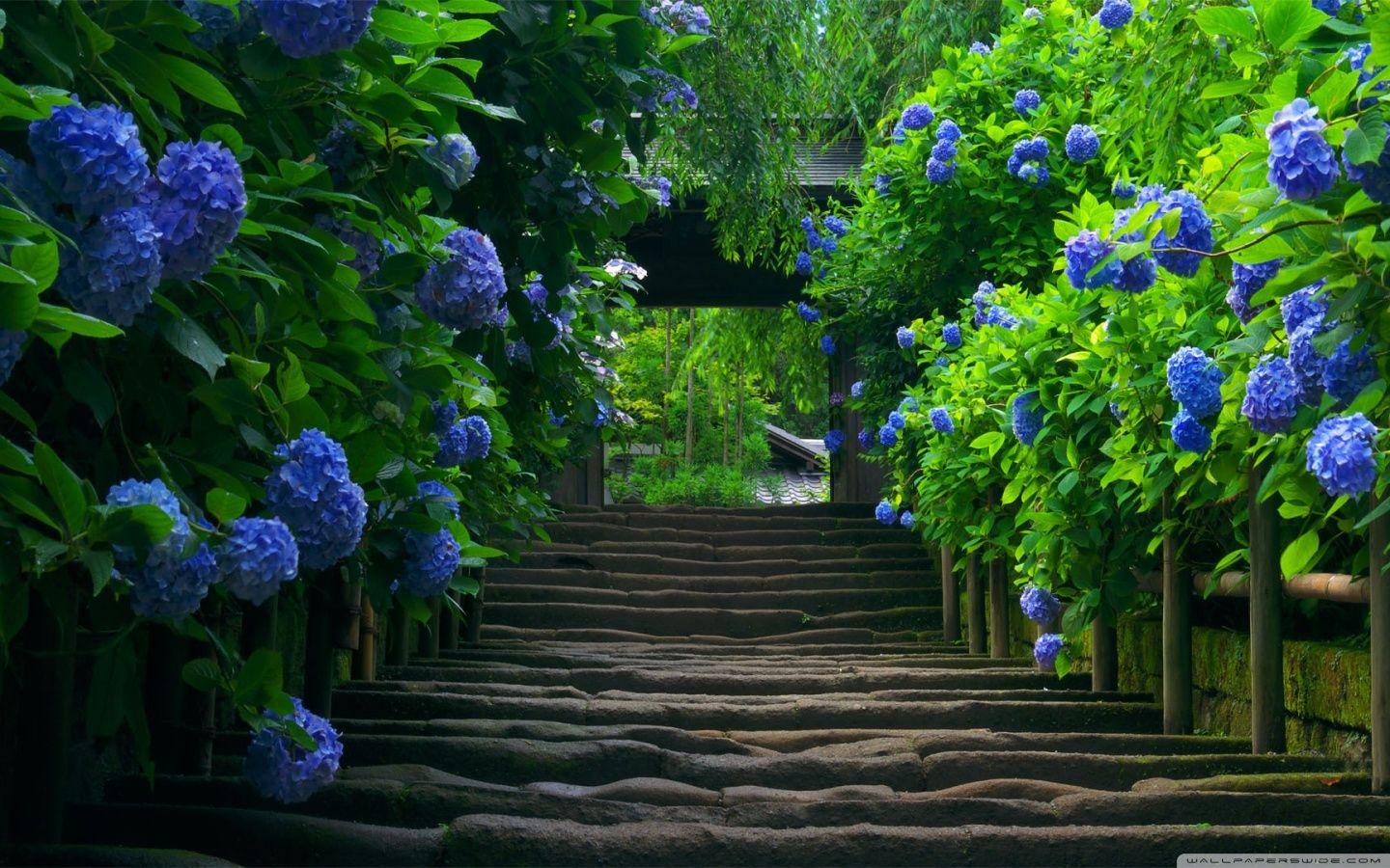 Garden wallpapers for Android app free download | Android wallpaper,  Gorgeous gardens, Android apps