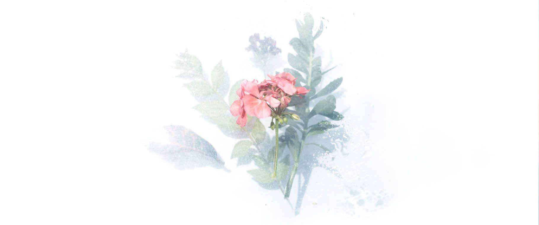 1820x762 Pastel Flower (3440×1440 Wallpaper)x1440 Wallpaper