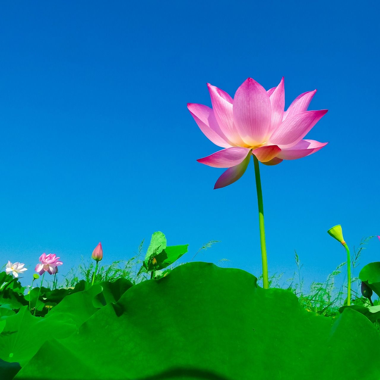 1280x1280 Lotus Leaf Flowering