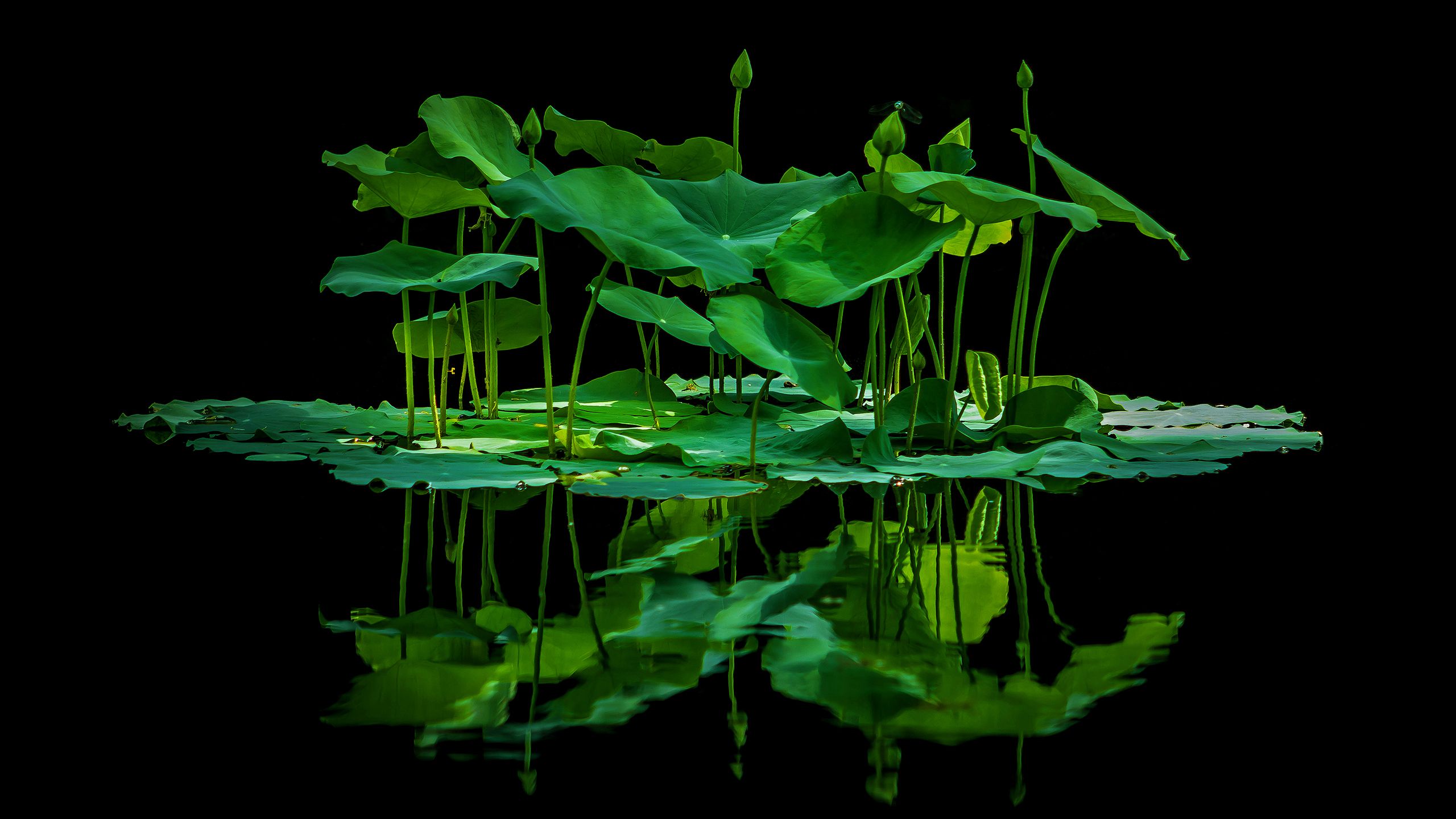 2560x1440 Lotus Leaves Reflection On Water