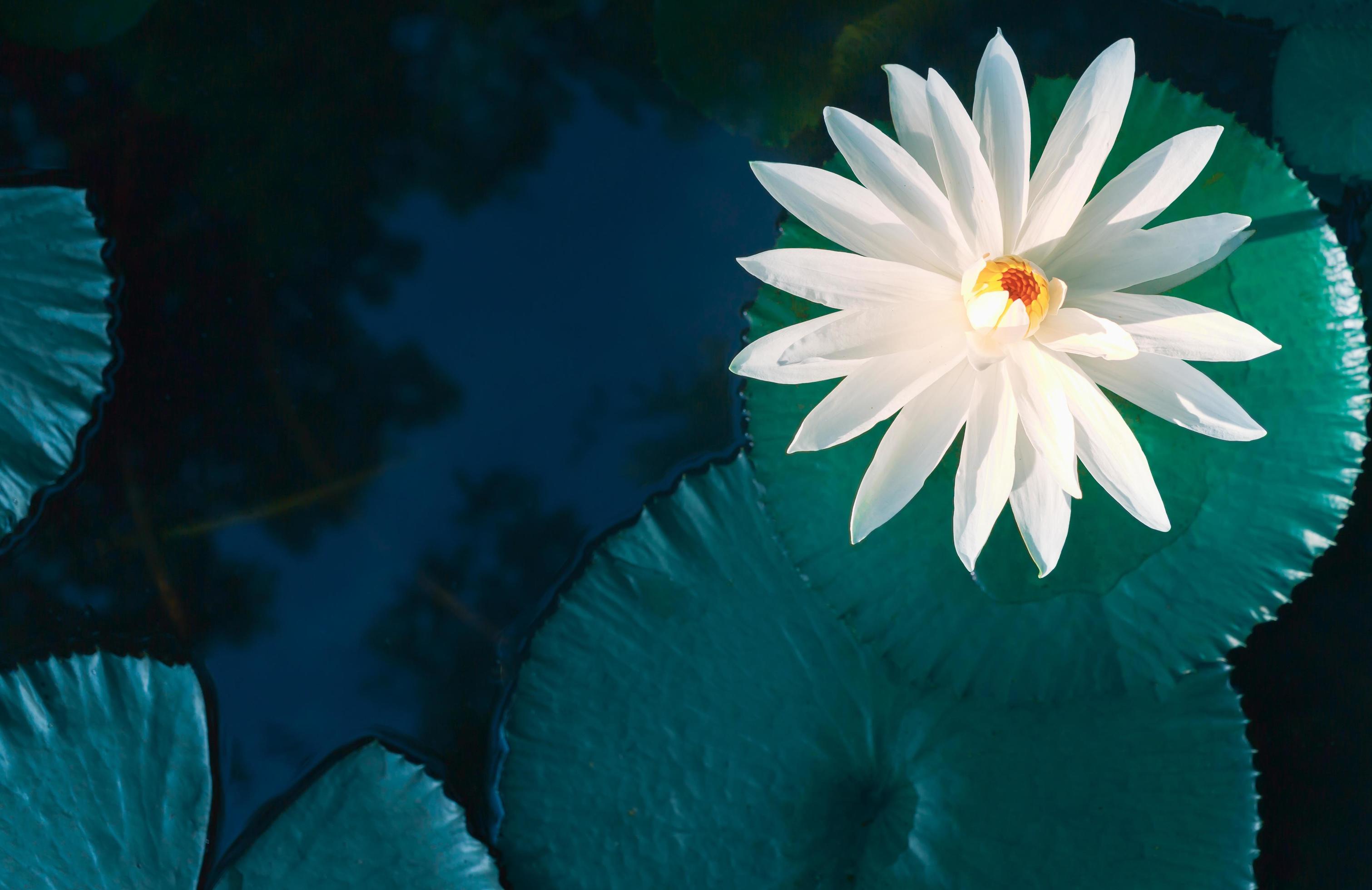 3021x1960 blue pond.lotus flower background