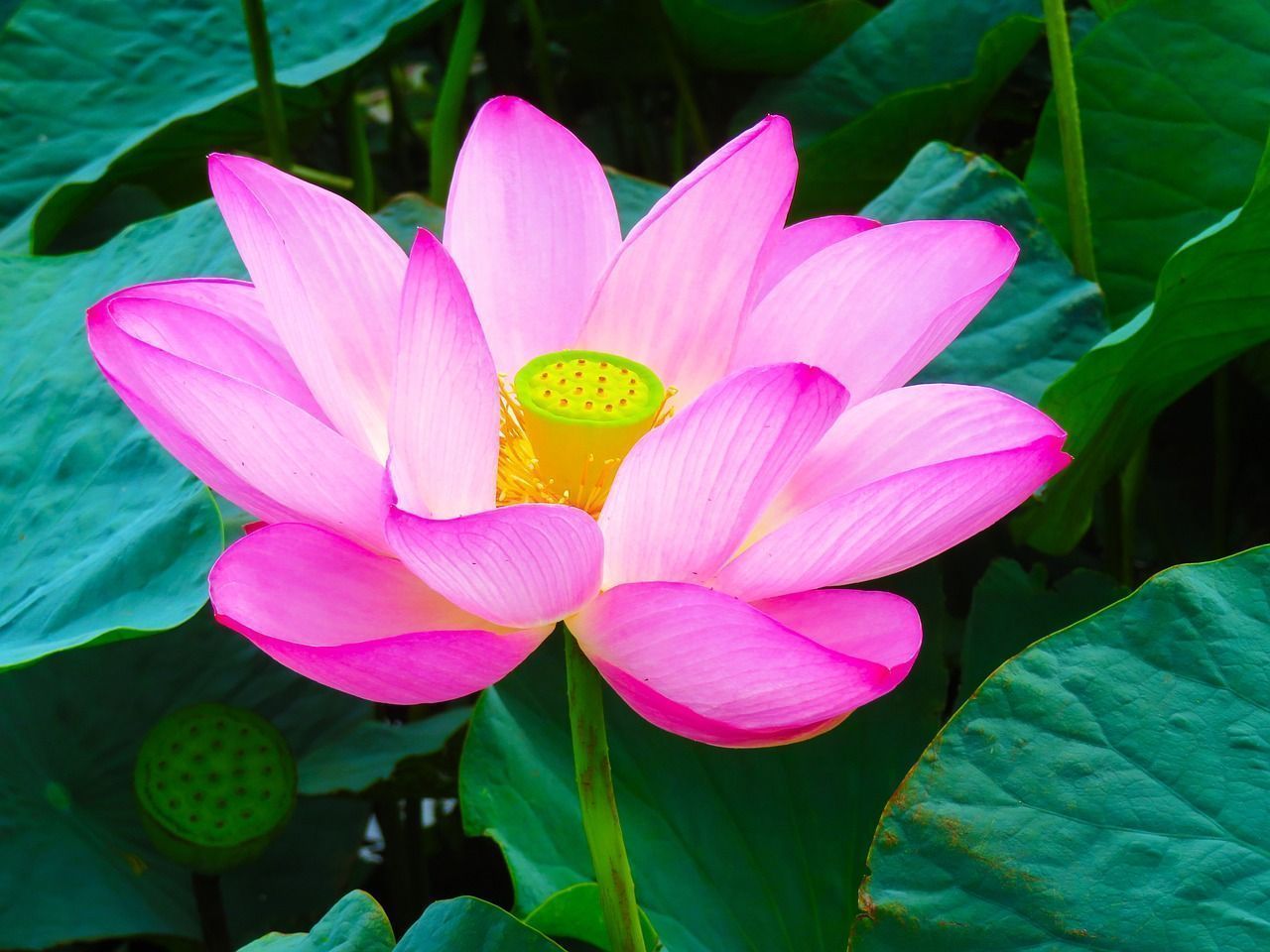 1280x960 Lotus Leaf Flower