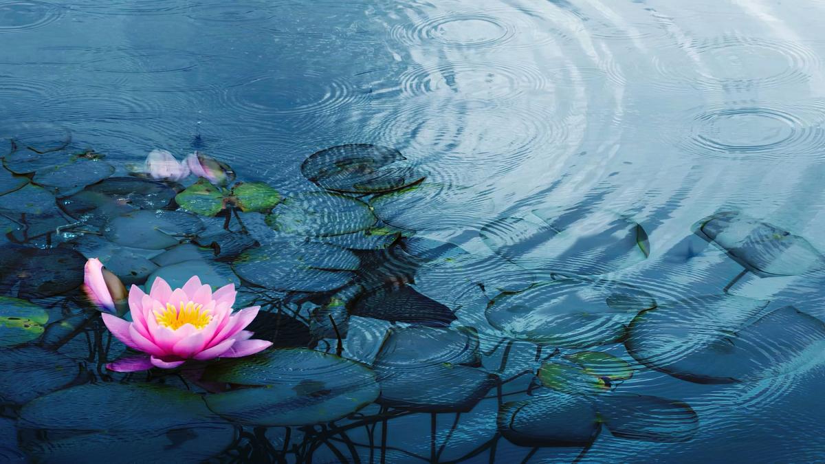 1200x675 Lotus leaf runs devices, paving way