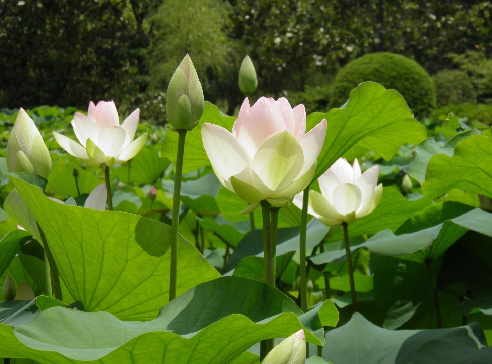 1920x1420 lotus, leaves, herbs Wallpaper, HD