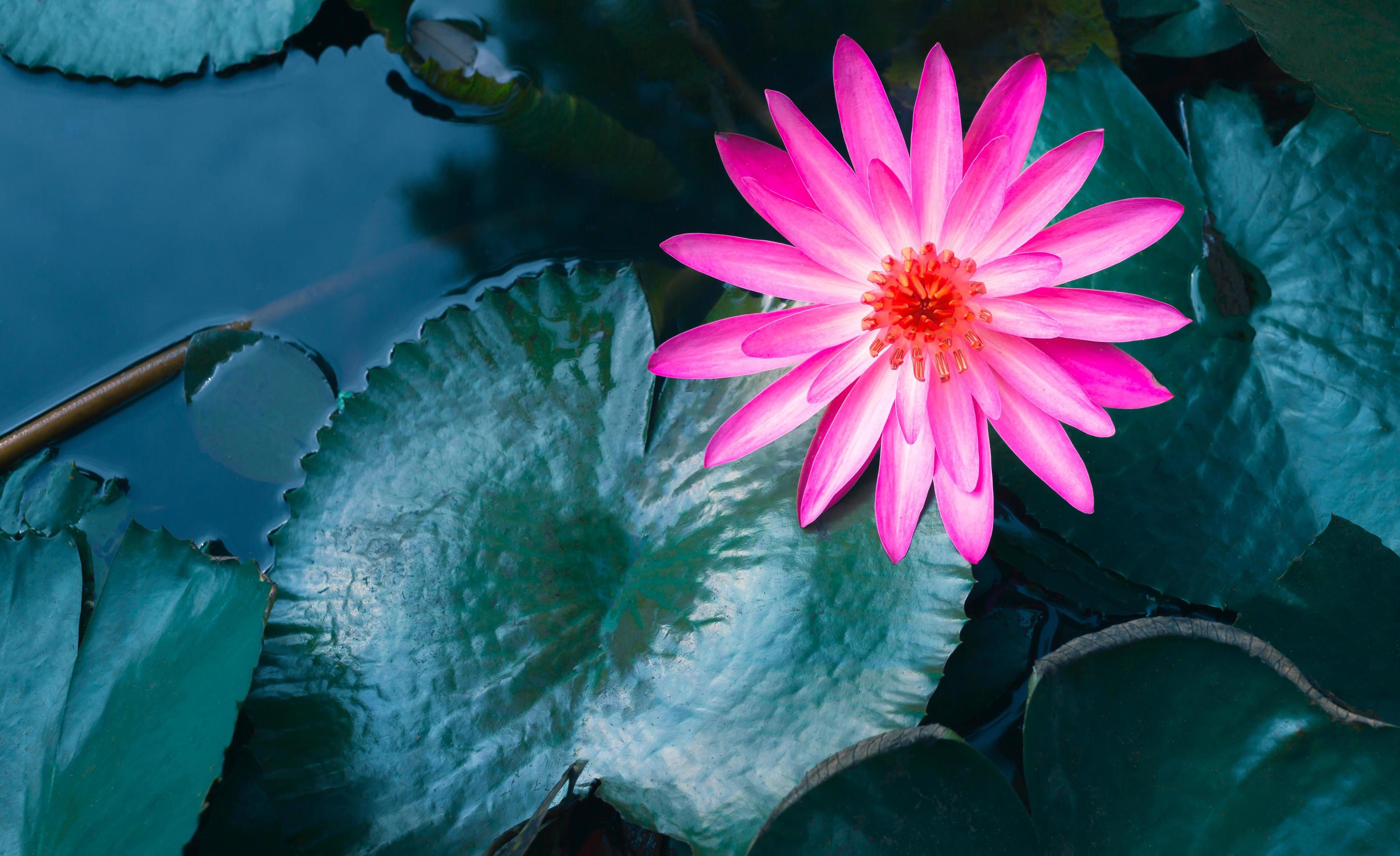 3203x1960 blue pond.lotus flower background