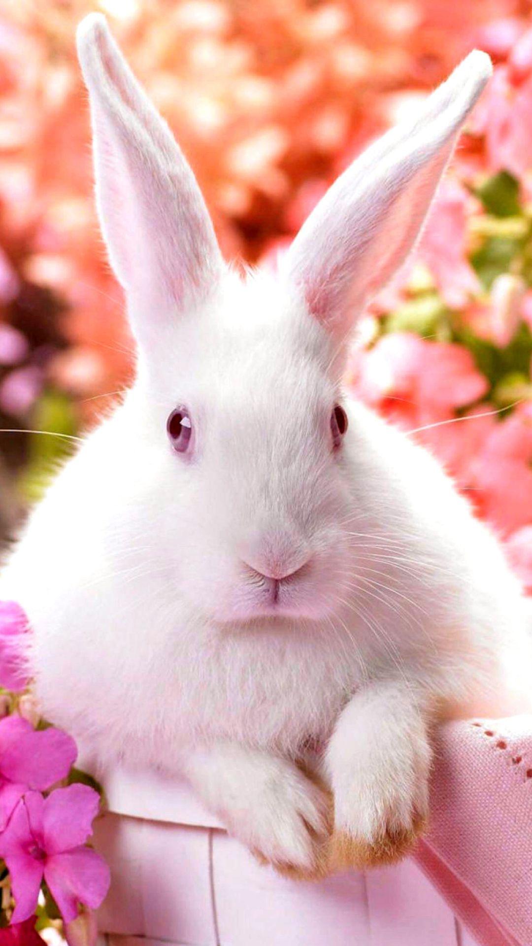 Cute Rabbit Wallpapers - Top Free Cute Rabbit Backgrounds - Wallpaperaccess