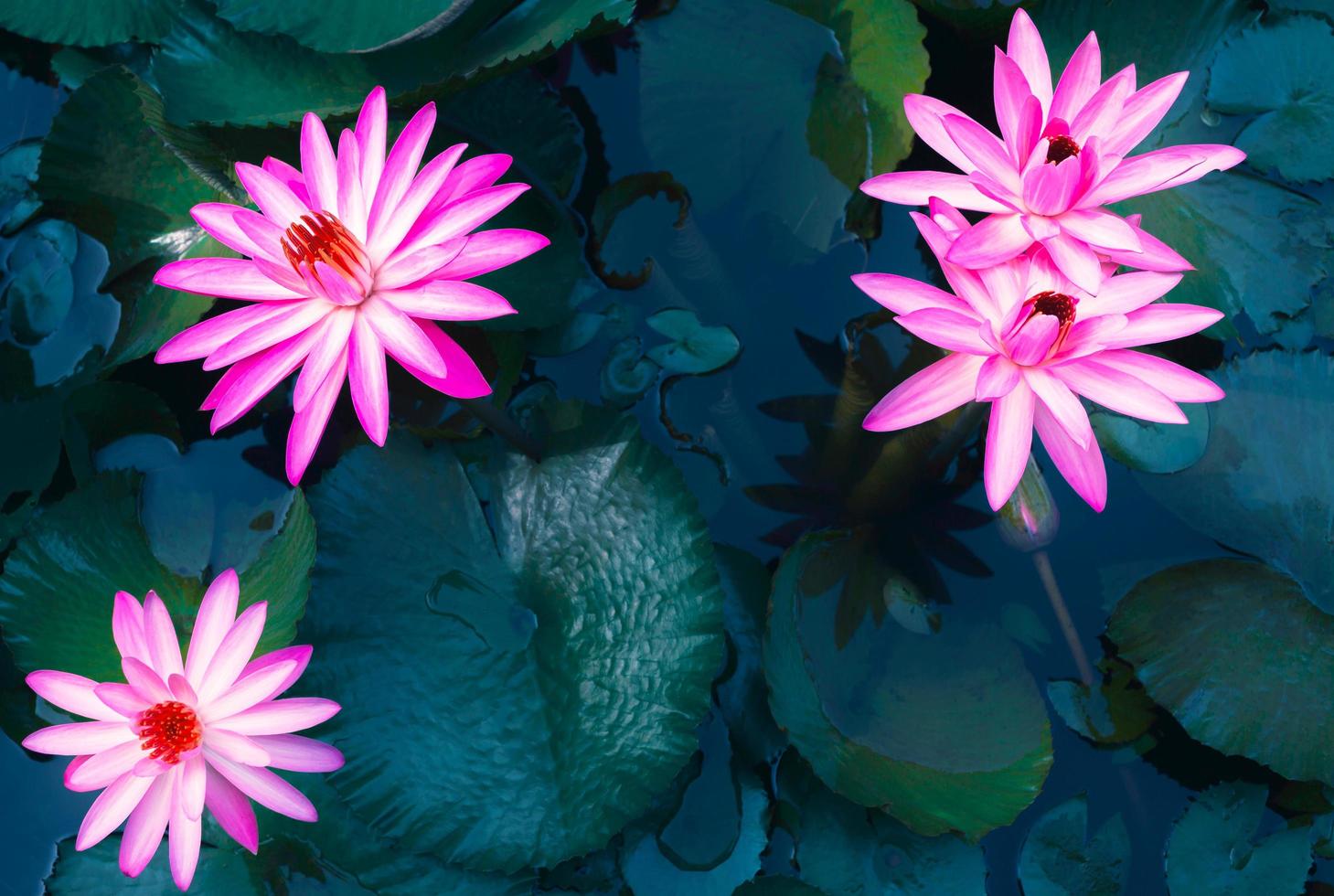 1459x980 blue pond.lotus flower background