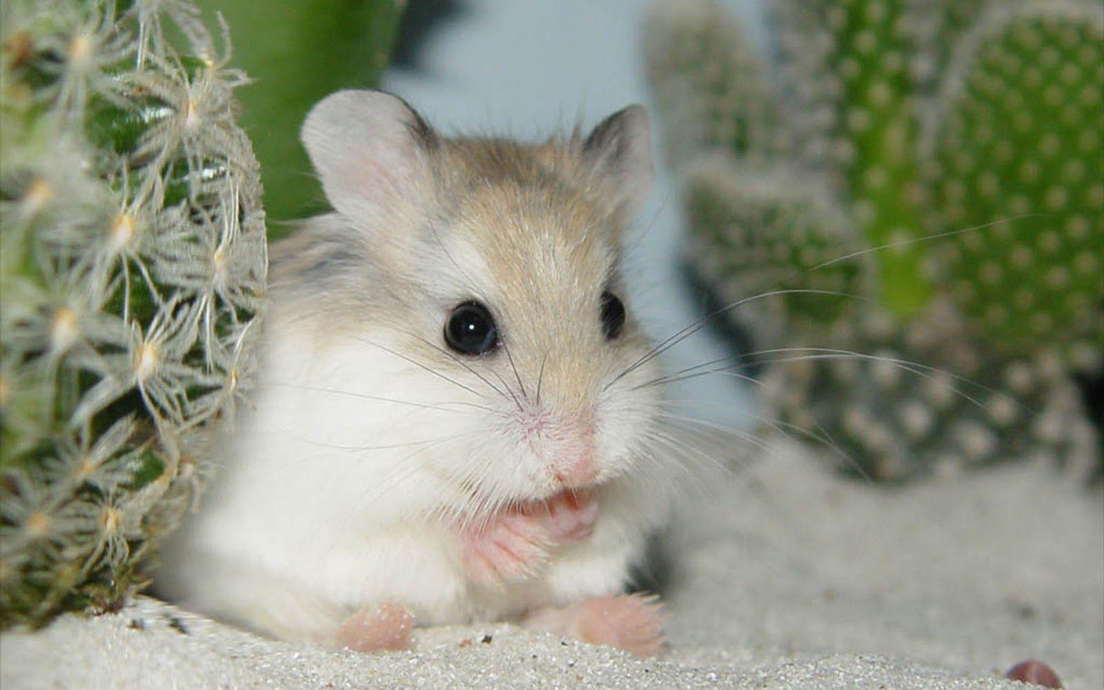 1600x1000 Cute Hamster Wallpaper