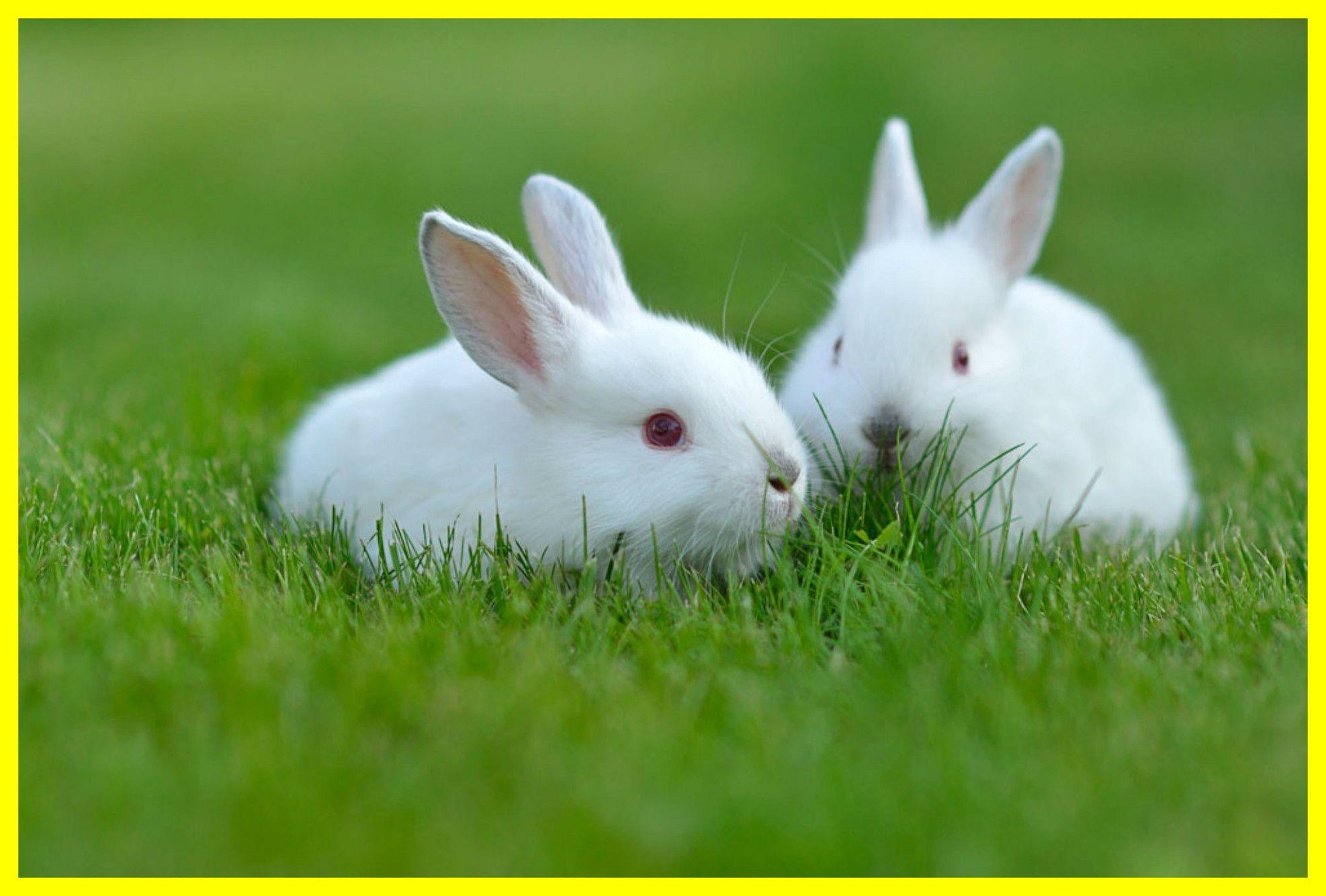 Cute Rabbit Wallpapers - Top Free Cute Rabbit Backgrounds - WallpaperAccess