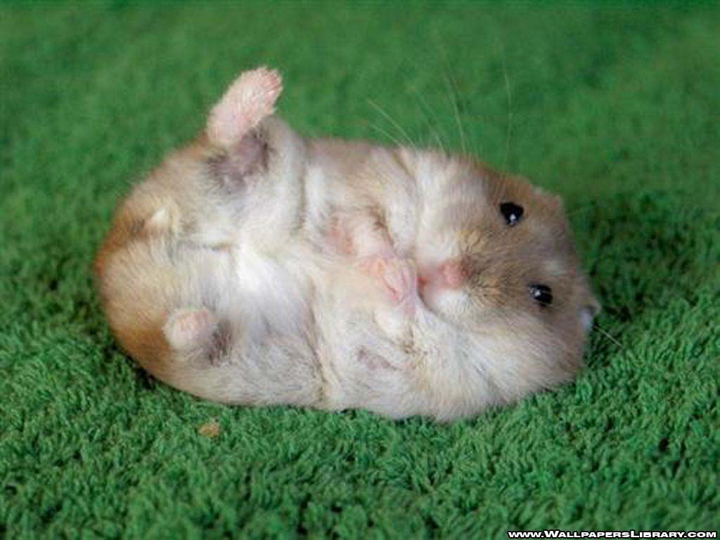 1024x768 Hamster Wallpaper