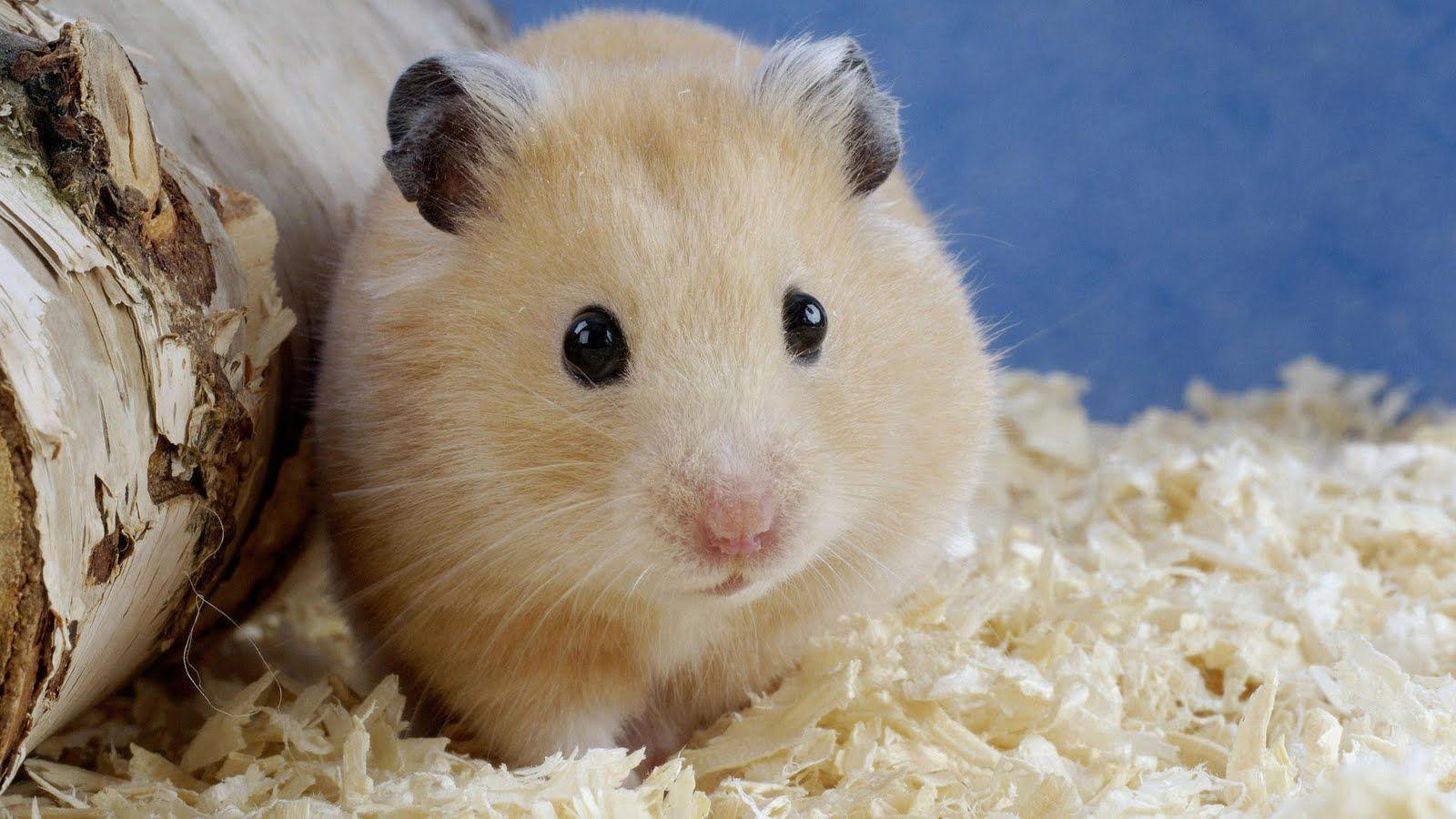 Hamster Wallpapers Top Free Hamster Backgrounds Wallpaperaccess