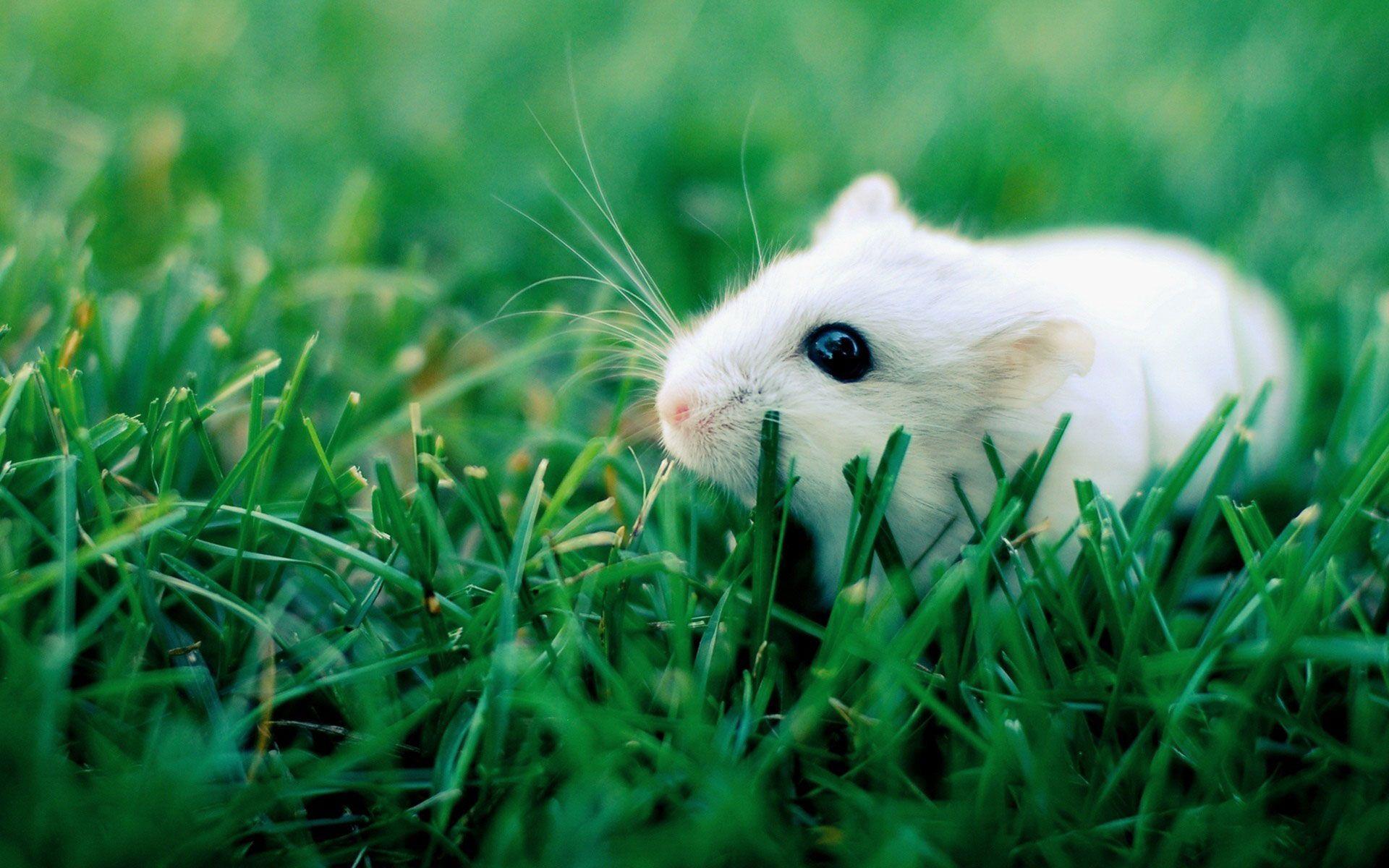 1920x1200 Hamster Wallpaper 1080p O6TY7
