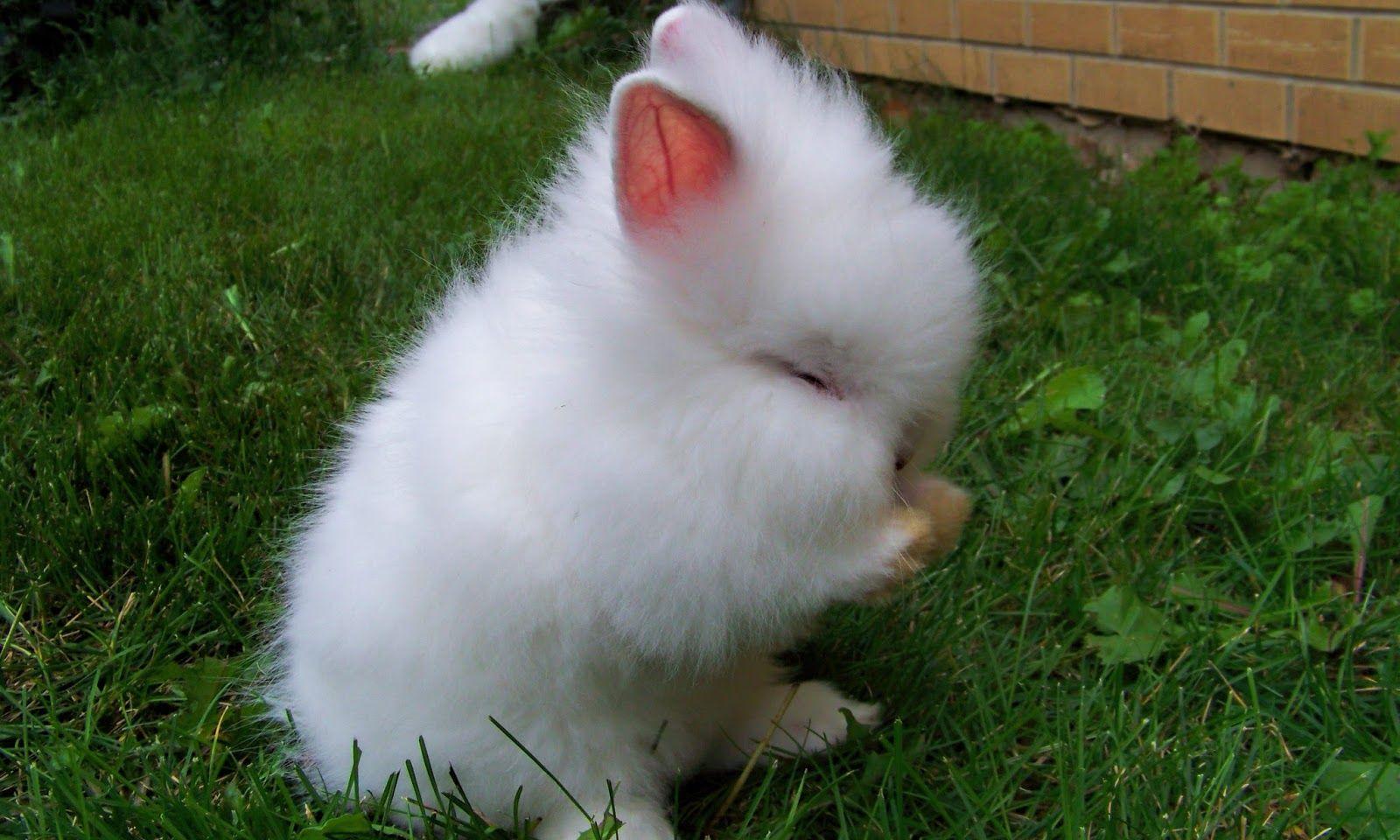 Cute Rabbit Wallpapers Top Free Cute Rabbit Backgrounds Wallpaperaccess