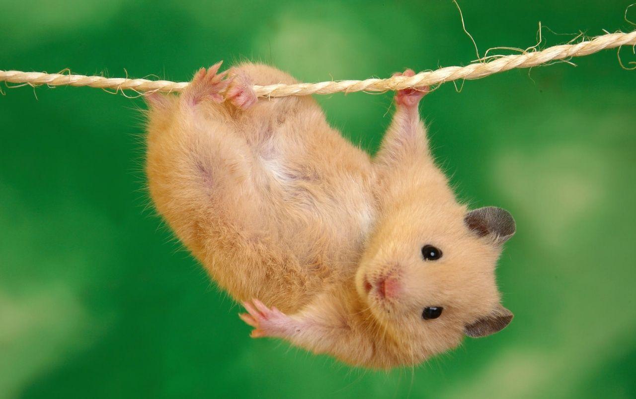 1280x804 Hanging hamster wallpaper. Hanging hamster