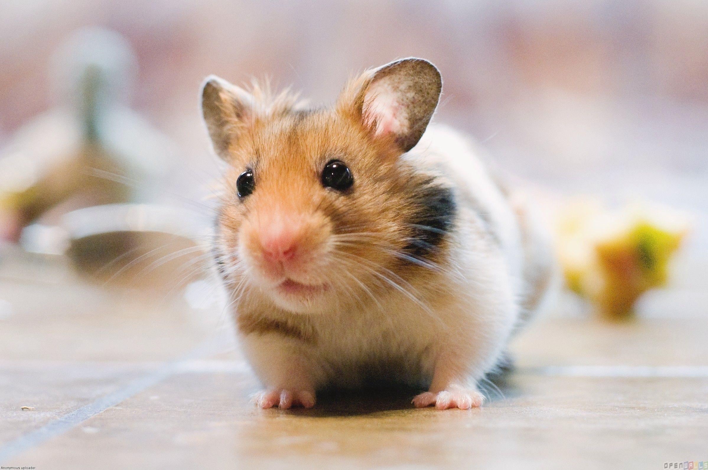 2397x1593 Hamster Wallpaper 13 X 1593