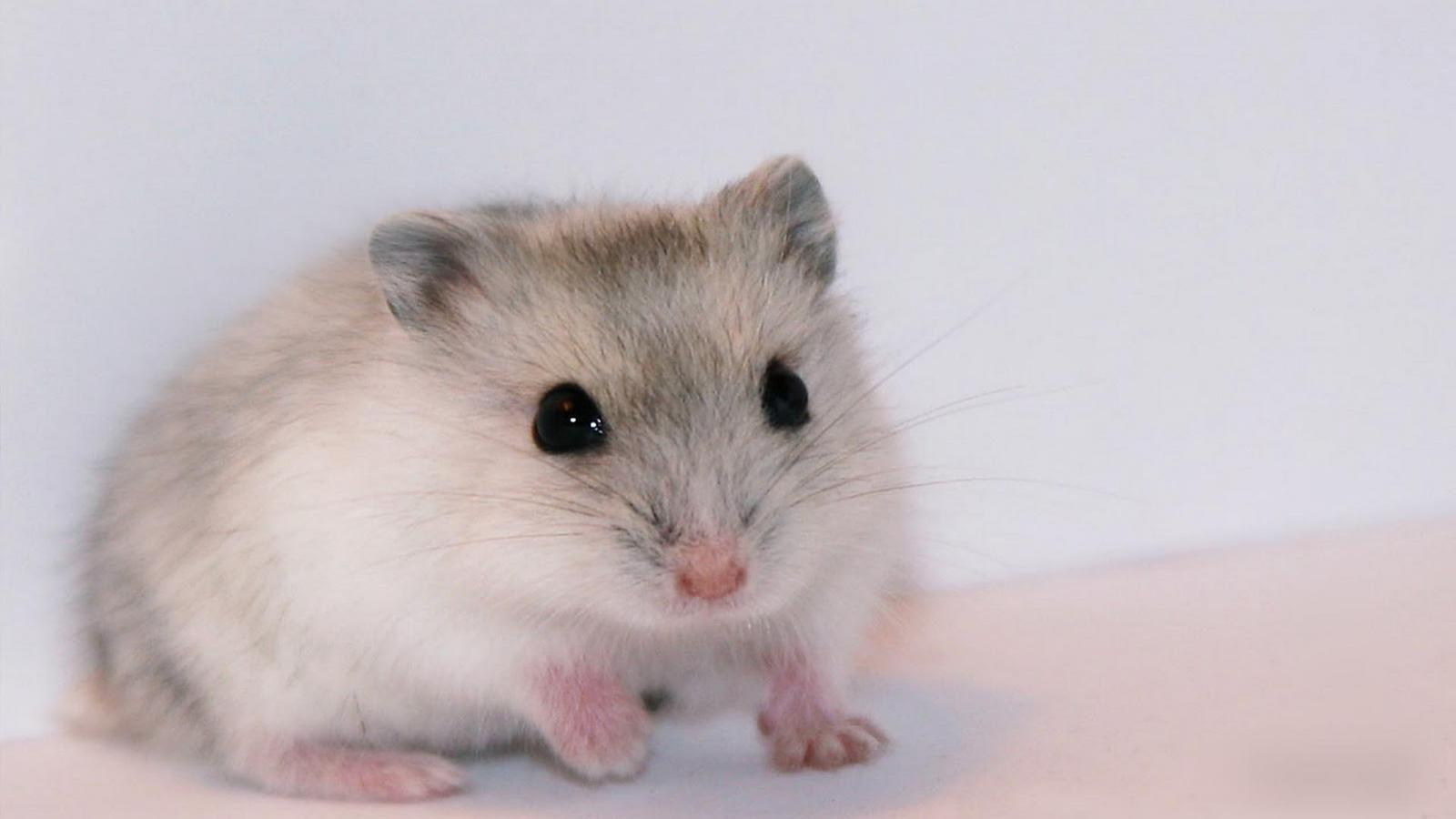 1600x900 Hamster Wallpaper PC Q76PCL