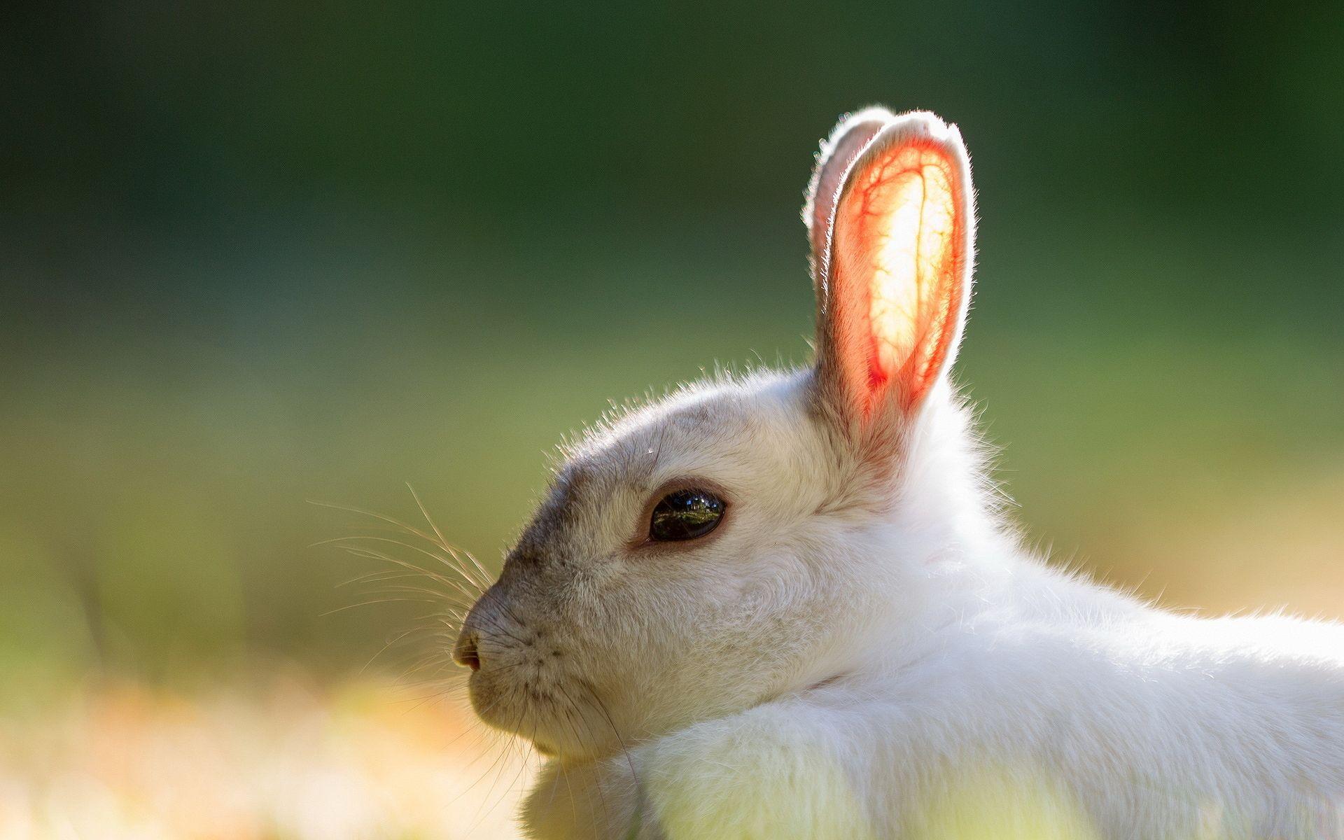 1920x1200 Cute white Rabbit