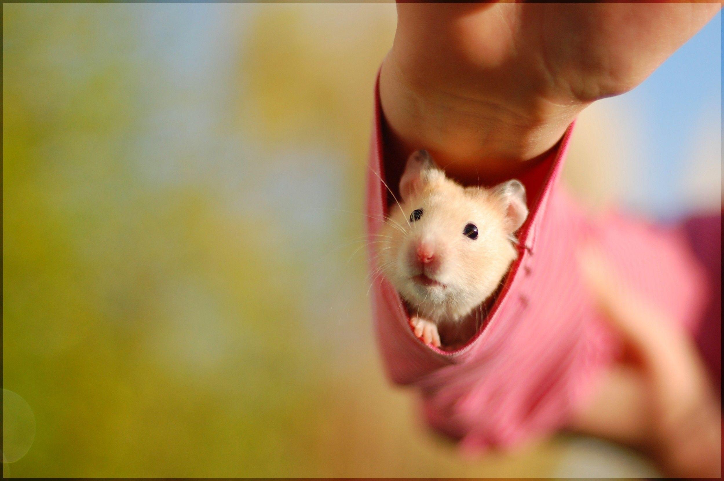 Hamster Wallpapers Top Free Hamster Backgrounds Wallpaperaccess