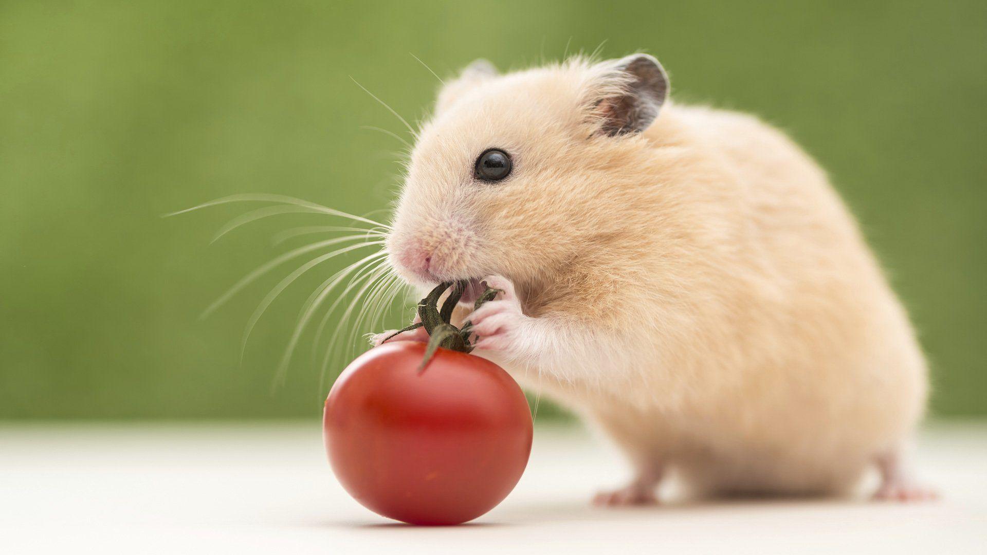 1920x1080 Hamster HD wallpaper