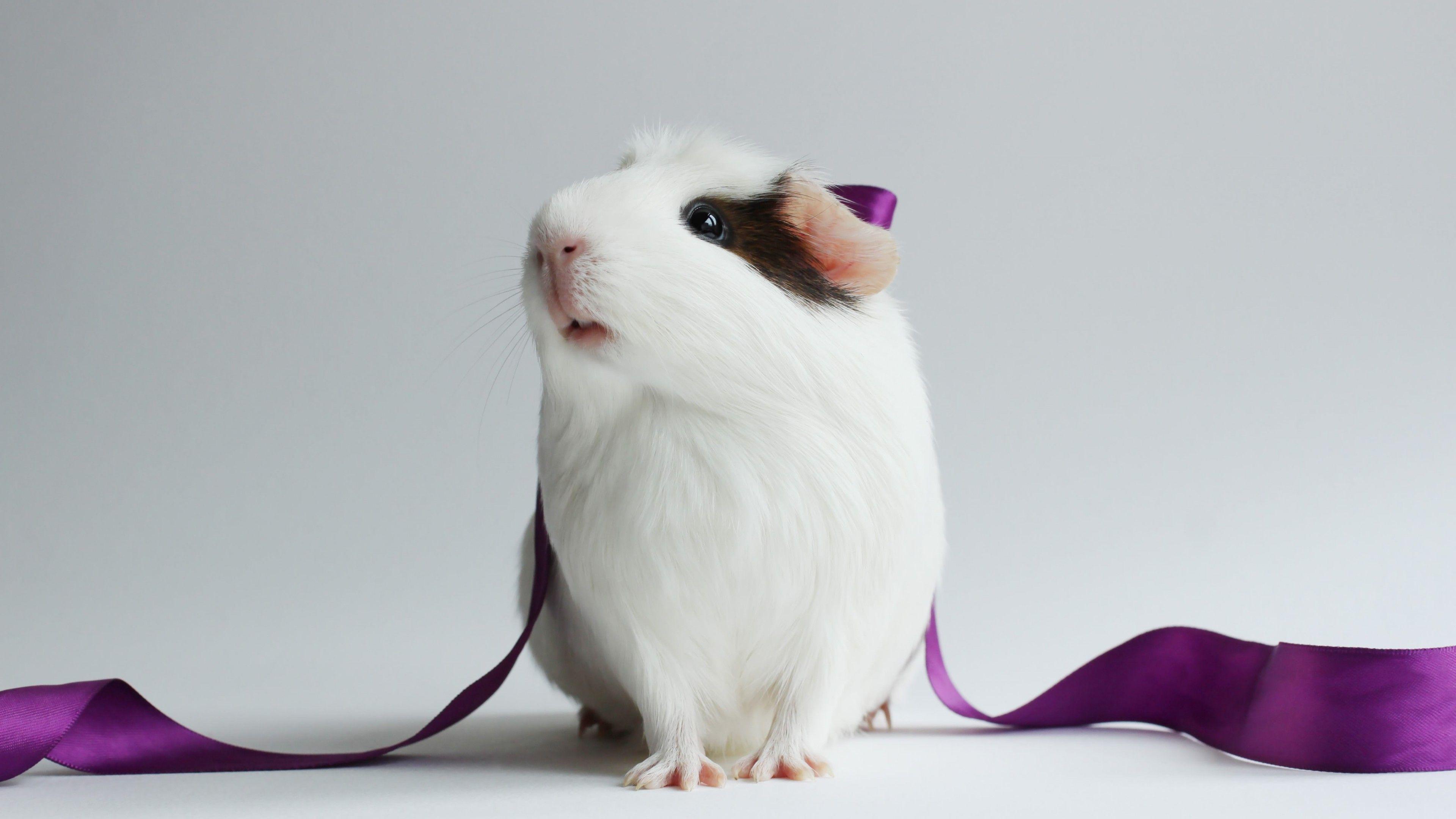 3840x2160 Hamster Wallpaper 4k Ultra HD